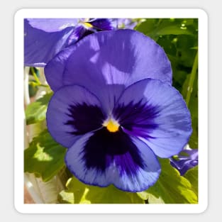 Blue Pansy Photo Sticker